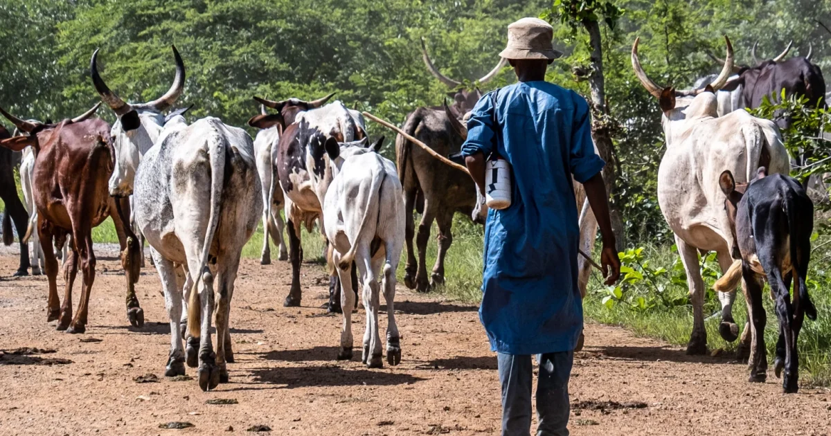 Source image for Fulani Leaders Urge Federal Government to Allocate 30 Percent of Agricultural Budget to Livestock Sector